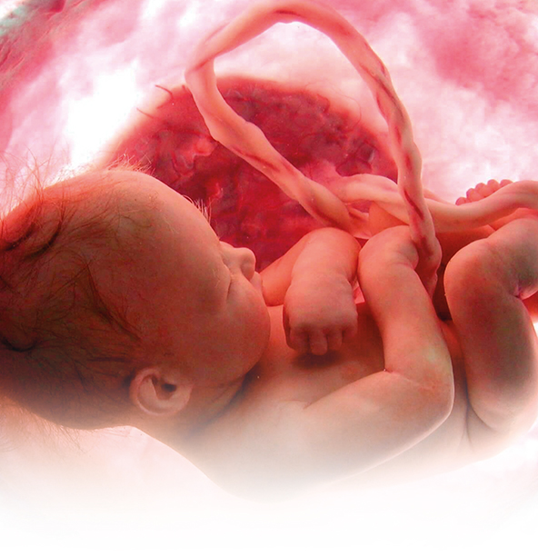 Imagen del curso Programa de actualización avanzado en ginecología y obstetricia
